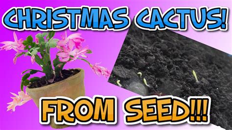 grow christmas cactus  seed youtube