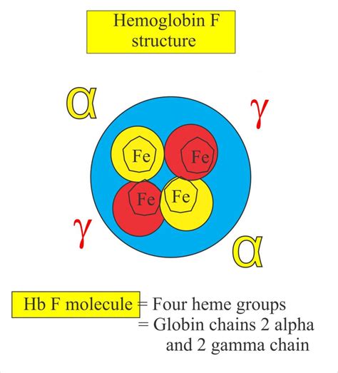 fetal hemoglobin hbf alkali resistant hemoglobin fetal hbf