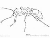 Anatomy Ant Worksheet Asu Biologist Askabiologist Biology sketch template