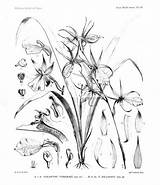 Botany sketch template