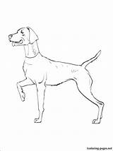 Weimaraner Foxhound sketch template