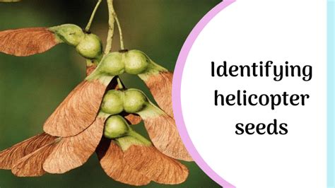 helicopter seeds    easily identify