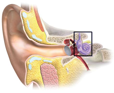 natuurkundenl de wondere wereld van het oor