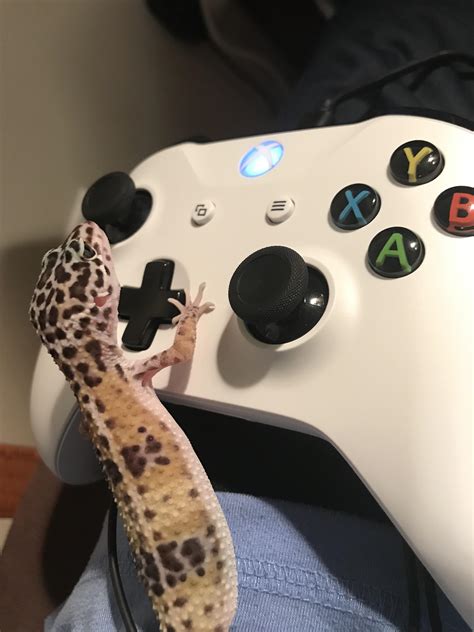 xbox gamer pic thought   pretty funny rleopardgeckos