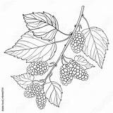 Mulberry Outline Vector Morus Coloring Drawing Background Leaves Bunch Clip Summer Isolated Contour Book Ripe Berry Branch Style Illustrations Fruit sketch template
