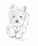 Westie Pencil Drawings Dog Drawing Casey Coloring Print Pages Etsy Animal Terrier X10 Westies Sketches Dogs Dibujo Cuki Search Dibujar sketch template