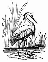 Heron Coloring Blue Great Pages Rouge River Habitat Rescue Event Getcolorings sketch template