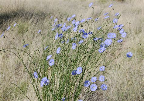 filelinum lewisii blue flax albuquerquejpg wikimedia commons