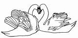 Lebada Colorat Desene Cisnes Planse Pasari Lebede Imagini Salbatice Tudodesenhos Animale Apaixonados Imaginea Educative Trafic Analytics sketch template
