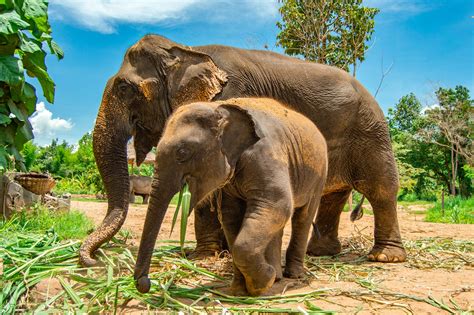 dont    elephant sanctuaries  thailand