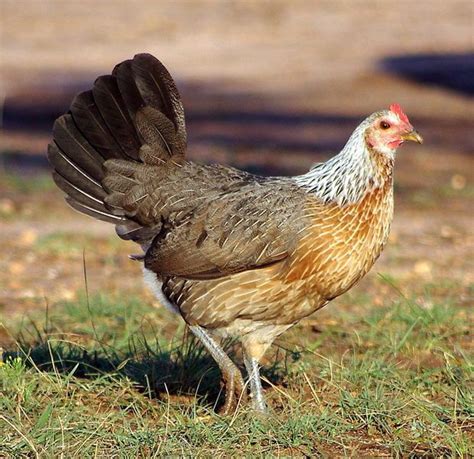american game hen chickens gallus domesticus pinterest