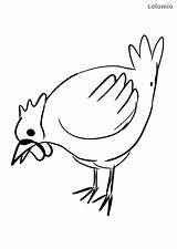 Chicken Coloring Pecking Chick sketch template