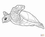 Coloring Tortuga Carey Hawksbill Turtles Supercoloring Kleurplaat Schildpad Ausmalbild Schildkröte Ausmalen sketch template