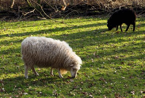 ueberall lauern schwarze schafe foto bild natur tiere