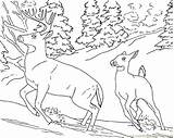 Deer Snow Mammals sketch template