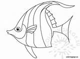 Fish Coloring Pages Angelfish Traceable Drawing Template Drawings Exotic Line Printable Tropical Outline Coloringpage Eu Getdrawings Preschool Color Peixe Colouring sketch template