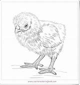 Coloring Chicken Plus Google Twitter Printable Pages sketch template