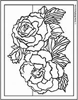Coloring Pages Rose Color Wild Primroses Pdf Printables Colorwithfuzzy Primrose sketch template