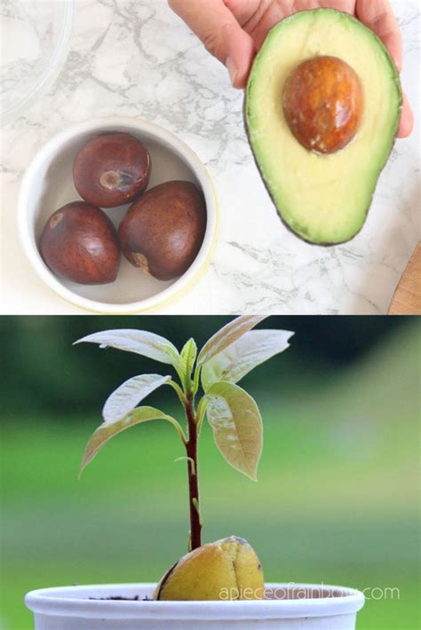 How To Grow Avocado From Seed 2 Easy Ways A Piece Of Rainbow 2022
