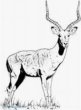 Gazelle Clipart Coloring Pages Clip Horned Animals Color Cliparts Getcolorings Printable Designlooter Drawings Wildlife Library Clipground Print 1625 59kb Hoofed sketch template