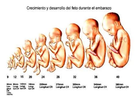 etapa prenatal periodo fetal