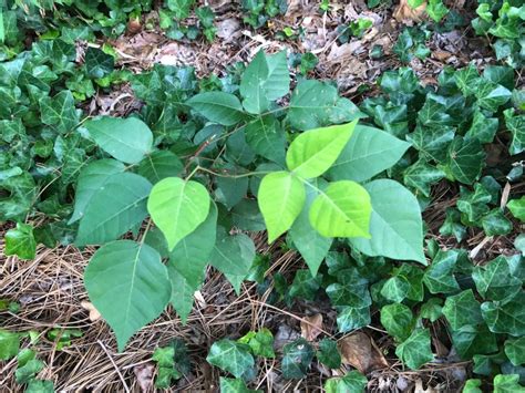 everything you need to know about poison ivy avance care