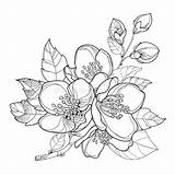 Jasmine Coloring Flowers Jasmijn Bud Bloeit Bladeren Geïsoleerd Knop Len Fleur Branch Isolated sketch template