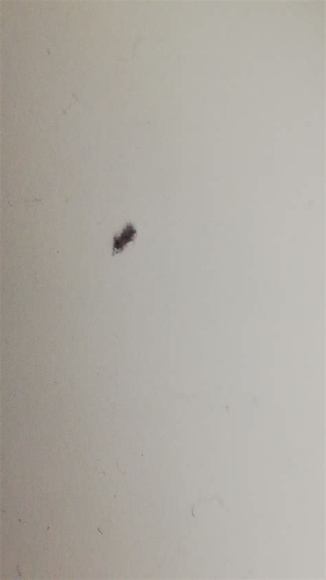 maycintadamayantixibb tiny bugs  bathroom  long antennae