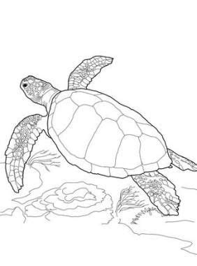 painting sea turtles coloring pages  ideas   turtle drawing