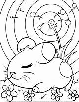 Hamster Guinea Rodent sketch template