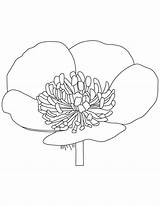 Buttercup Coloring Flower Drawing Pages Designlooter Luna Color Getdrawings sketch template
