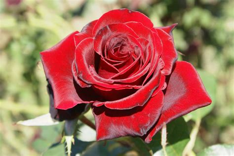 The Perfect Rose Catalog Red Roses