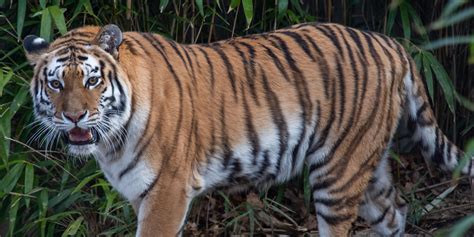 zoo amur tiger nikita smithsonians national zoo