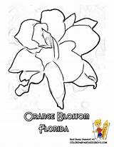 Coloring Florida State Flower Pages Alabama Orange Blossom States Georgia Sheets Kids Drawing Color Popular Sheet Printable Getdrawings Usa Clipart sketch template