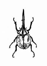 Beetle Hercules sketch template