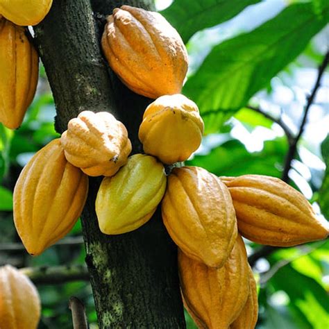 start cocoa farming  nigeria wealth result