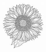 Sunflower Mandala Indigoblu Etched 해바라기 색칠 Coloring Drawing Stamp Pages 공부 Cling Joann Rubber Deep Red Dibujos Para Mandalas 만다라 sketch template