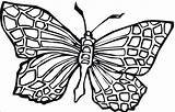 Coloring Butterfly Adult sketch template