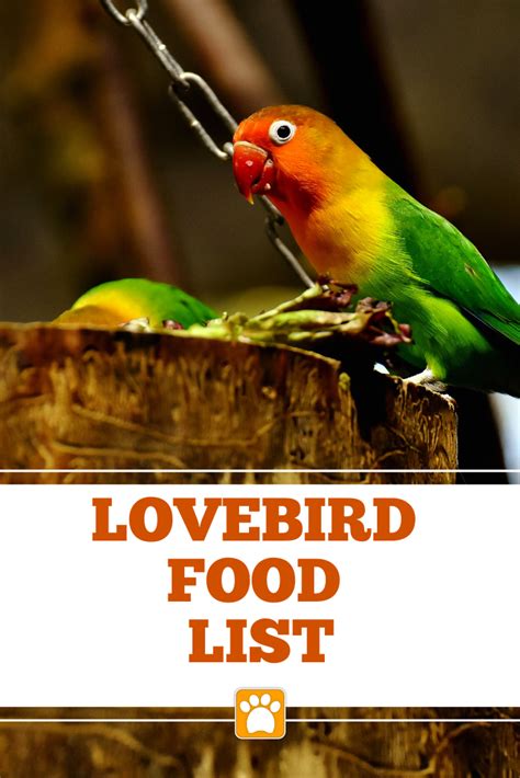 What Do Lovebirds Eat And Drink Lovebird Care Guide