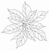 Poinsettia sketch template