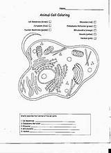 Organisms sketch template
