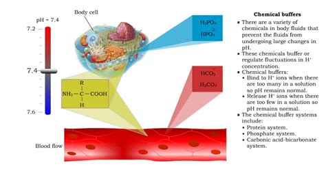 chemical buffers protein buffer phosphate buffer system  bicarbonate buffer system youtube