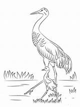 Crane Sandhill Cranes sketch template