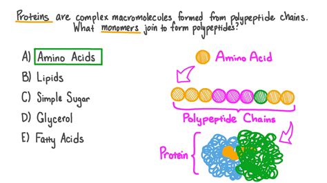 question video identifying  monomers  form  polypeptide chain
