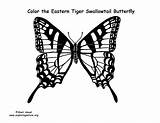 Swallowtail sketch template