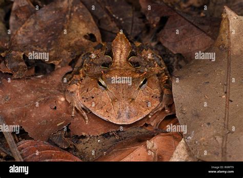 amazon horned frog ceratophrys cornuta sitting  leaf litter manu