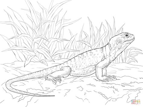 common collared lizard coloring page  printable coloring pages