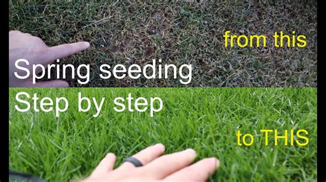 grow grass   spring successfully step  step youtube