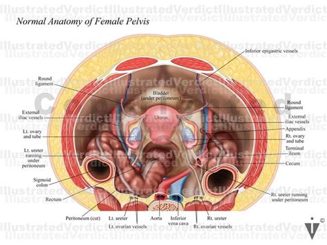 Stock Female Pelvis Normal Anatomy — Illustrated Verdict