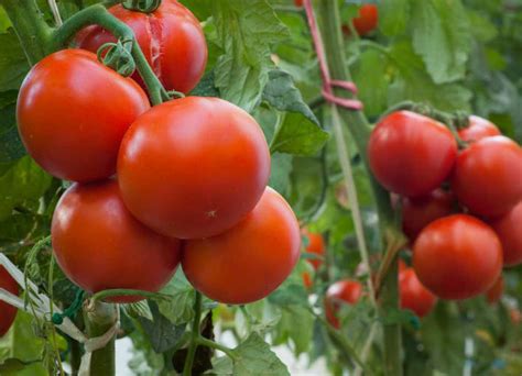 inicio de una planta de tomate como sembrar la semilla luego de la germinacion todociencias